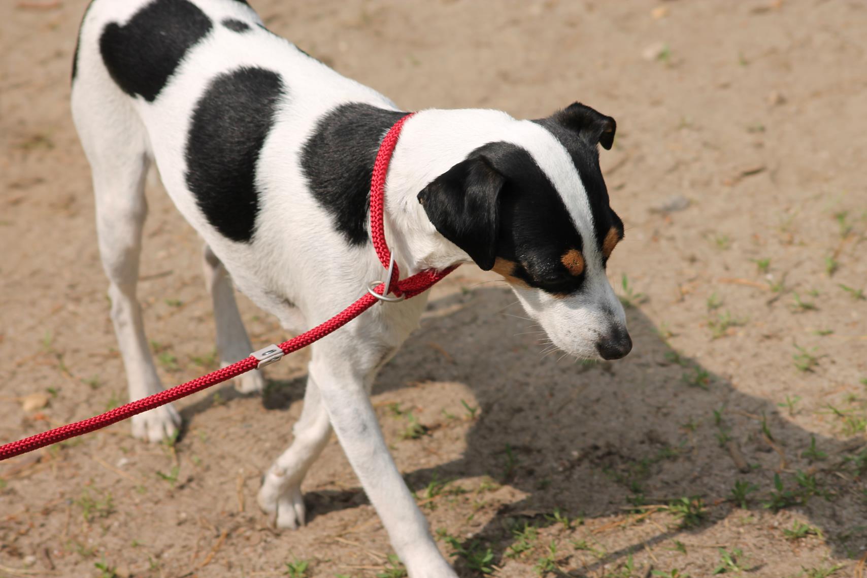 Danski Treffen 2018 Danish Swedish Farmdog