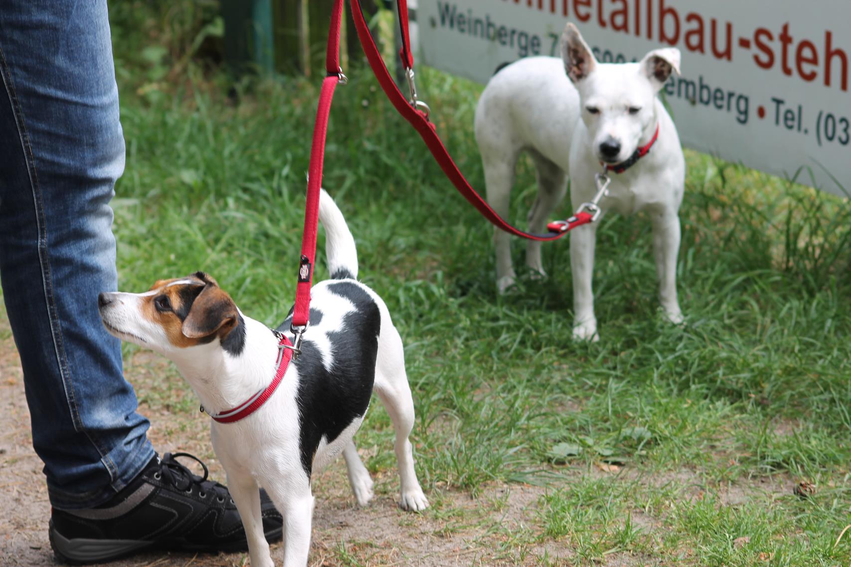 Danski Treffen 2018 Danish Swedish Farmdog