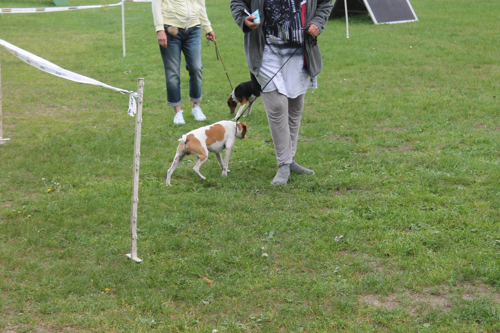 Wesensbeschreibung Danish Swedish Farmdog