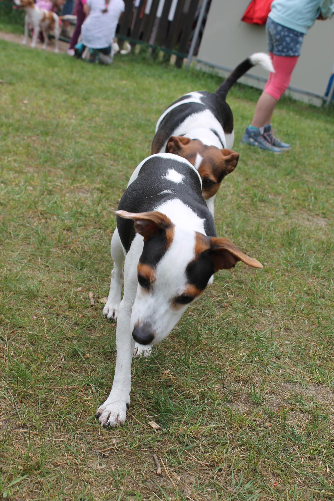 Danski Treffen 2018 Danish Swedish Farmdog