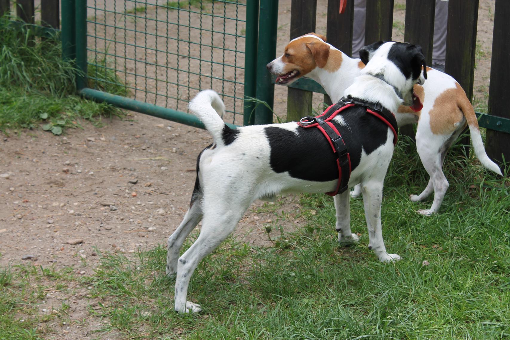 Danski Treffen 2018 Danish Swedish Farmdog