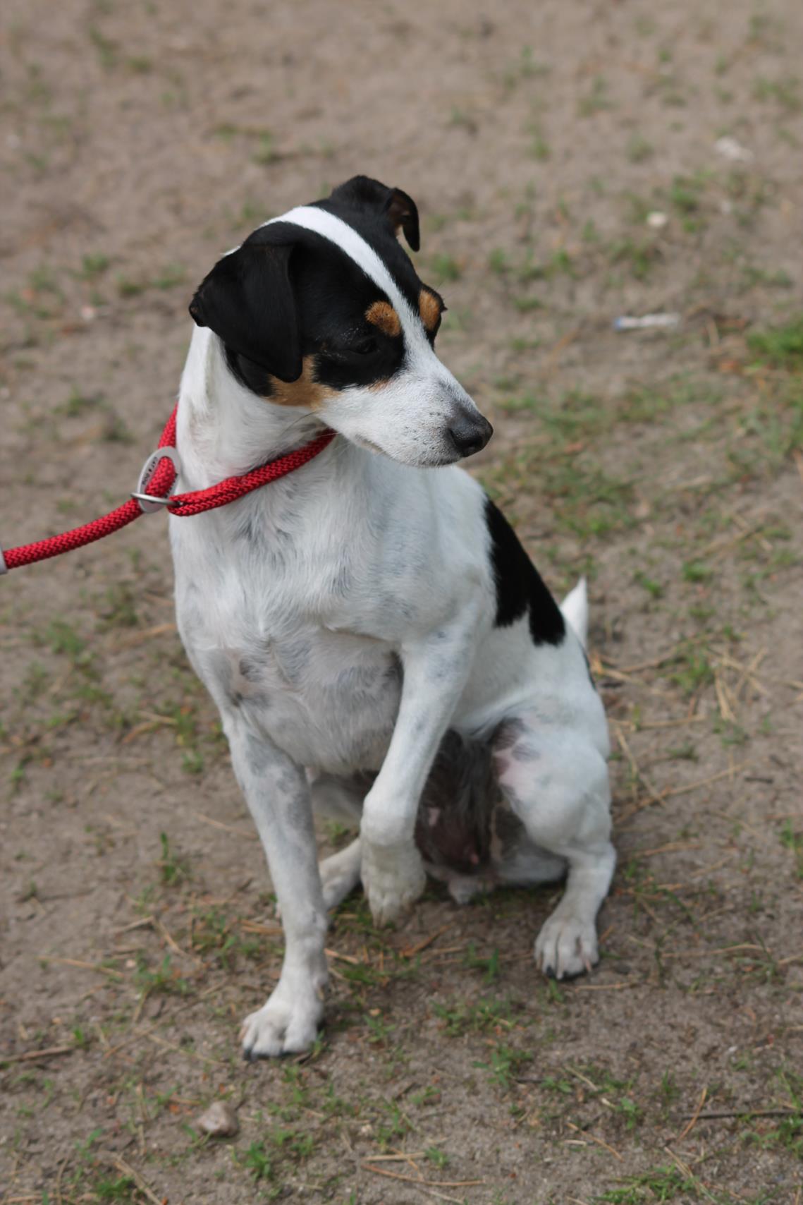 Danski Treffen 2018 Danish Swedish Farmdog