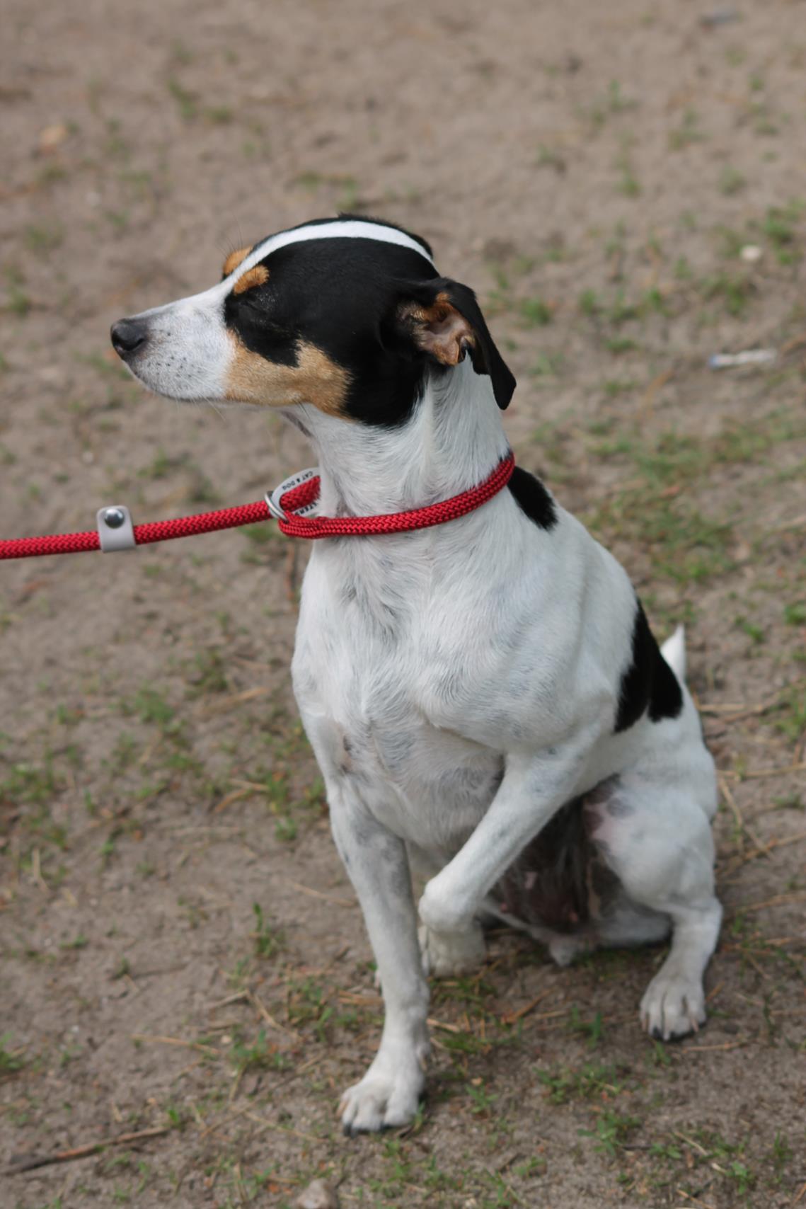 Danski Treffen 2018 Danish Swedish Farmdog