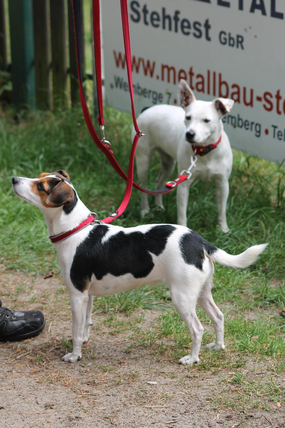 Danski Treffen 2018 Danish Swedish Farmdog