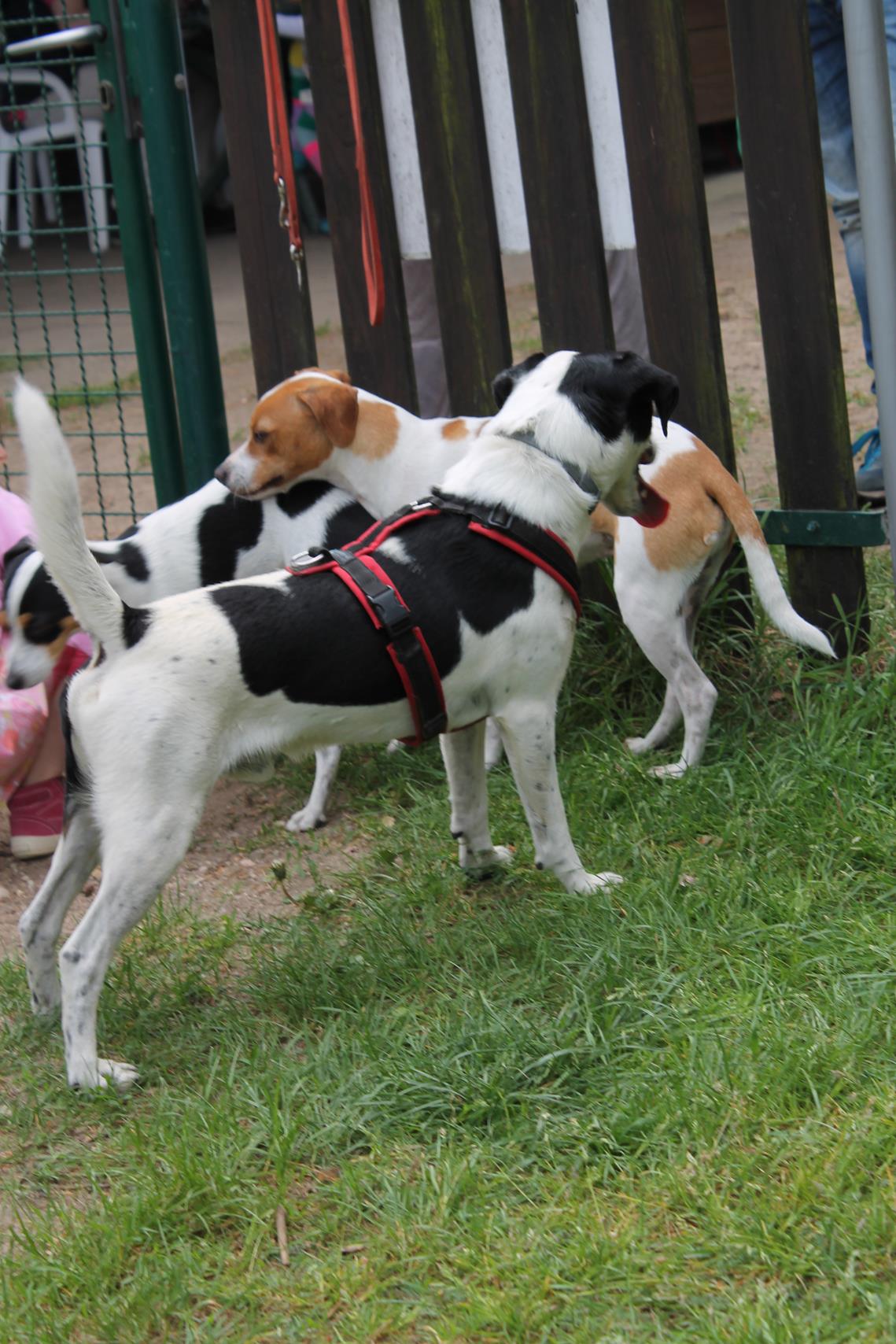 Danski Treffen 2018 Danish Swedish Farmdog