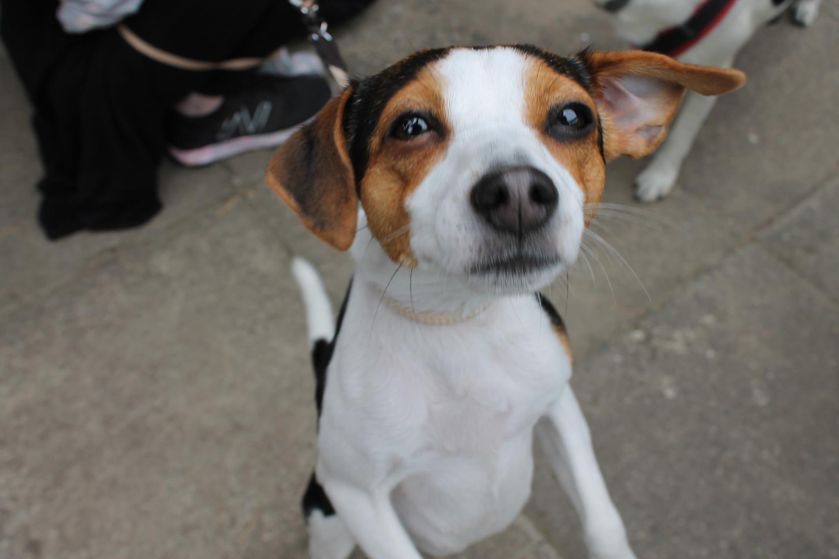 Der nächste Wurf Danish Swedish Farmdog