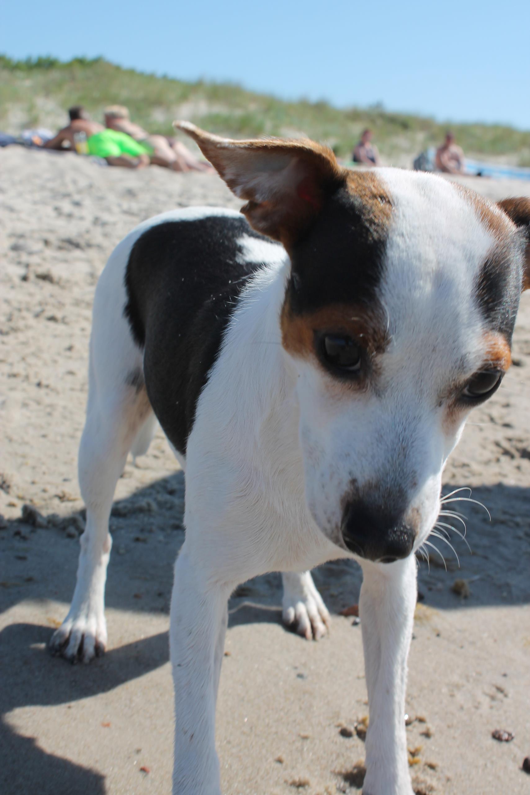 Die Welpen sind da Danish Swedish Farmdog