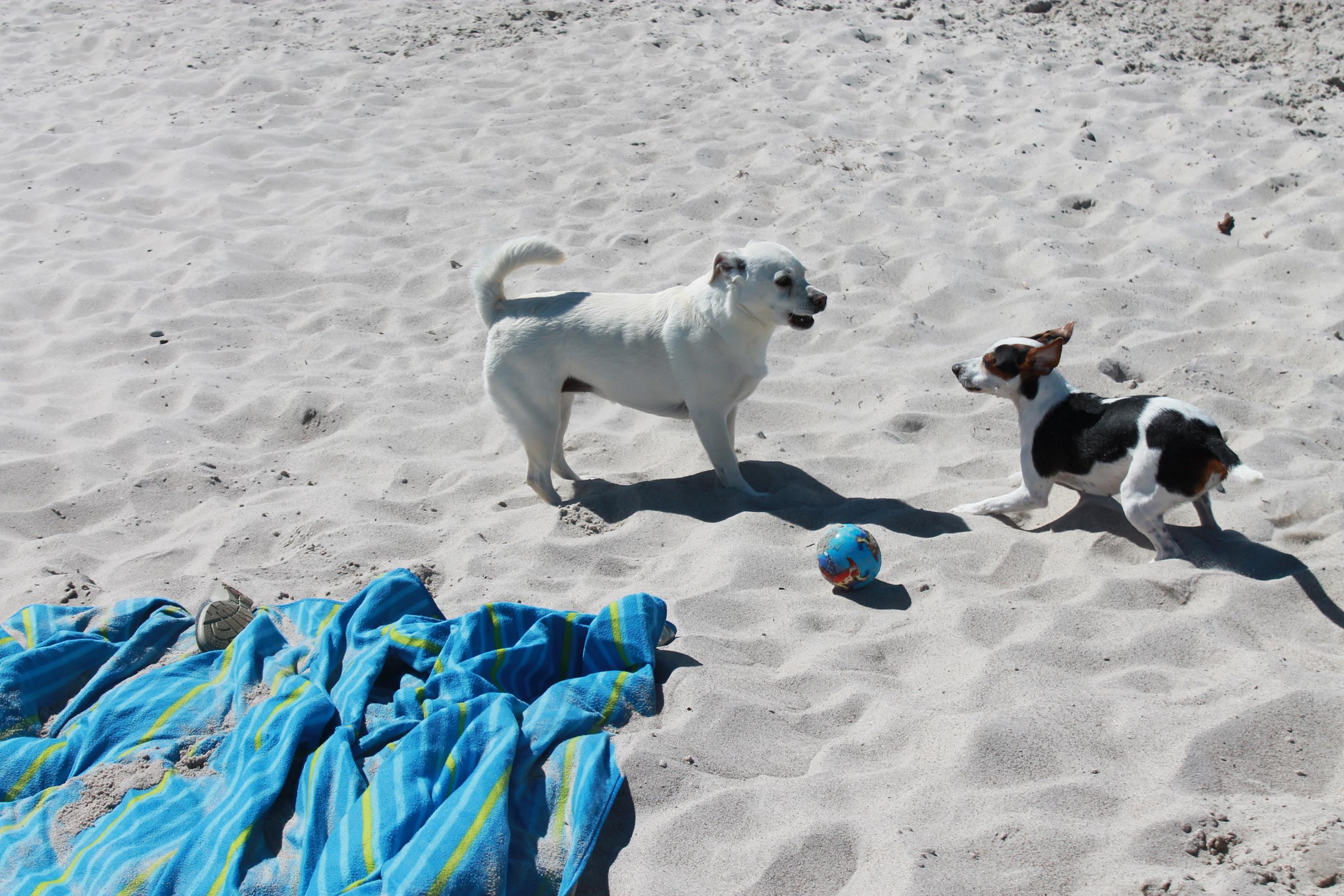 Die ersten Welpen Danish Swedish Farmdog